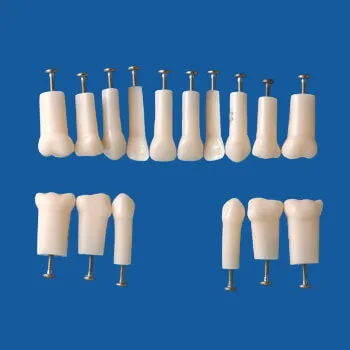 A4AN-900, Simple Root Primary Tooth Model #74