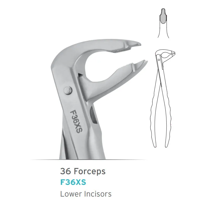 Lower Incisors/Canines Forceps, #36 Atraumair