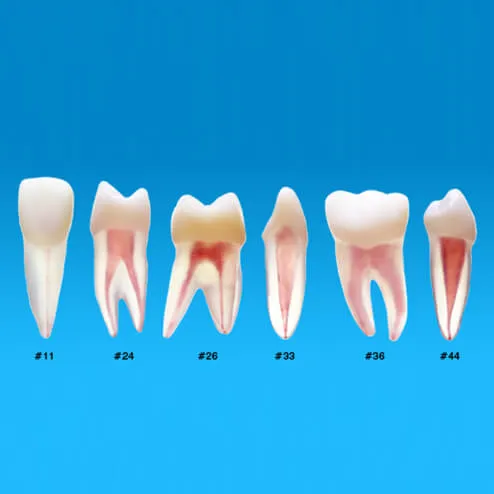 B22X-END، نموذج تجويف اللب والجذور التشريحي رقم 33