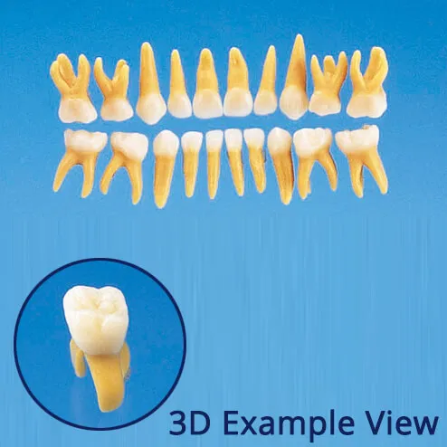 B4-309, Anatomical Primary Tooth Model (20 Teeth Set)
