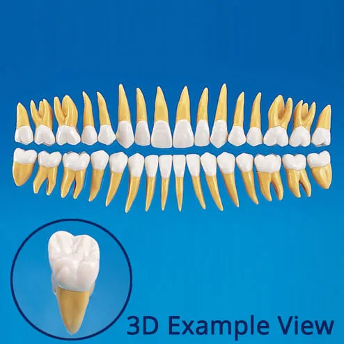 B10-330, 2.5x Size Anatomical Tooth Model (32 Teeth Set)