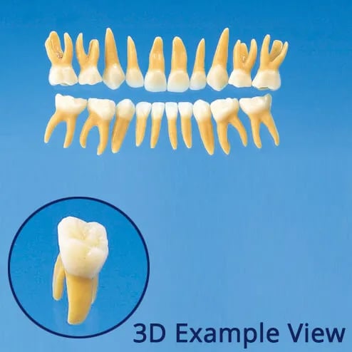 B4-309B، نموذج سن أولي تشريحي (مجموعة 20 سن)