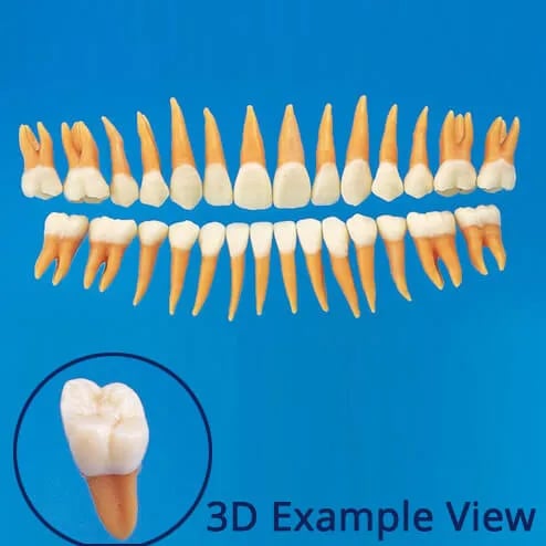 B2-306، نموذج سن تشريحي (مجموعة 28 سن)