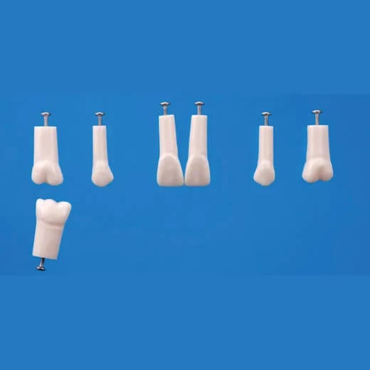 A12AN-200, Endodontic Tooth Model #26