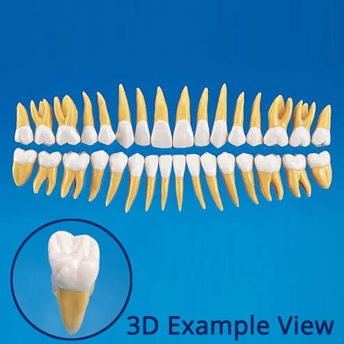B10-330، نموذج سن تشريحي بمقاس 2.5X رقم 37